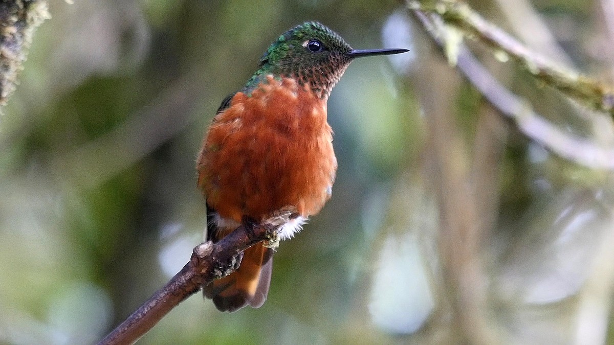 kolibřík peruánský - ML205048361