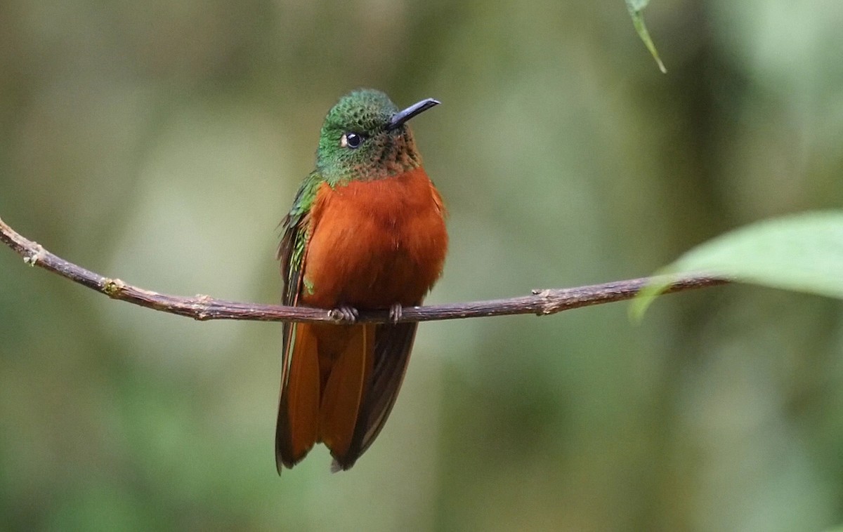 kolibřík peruánský - ML205048371