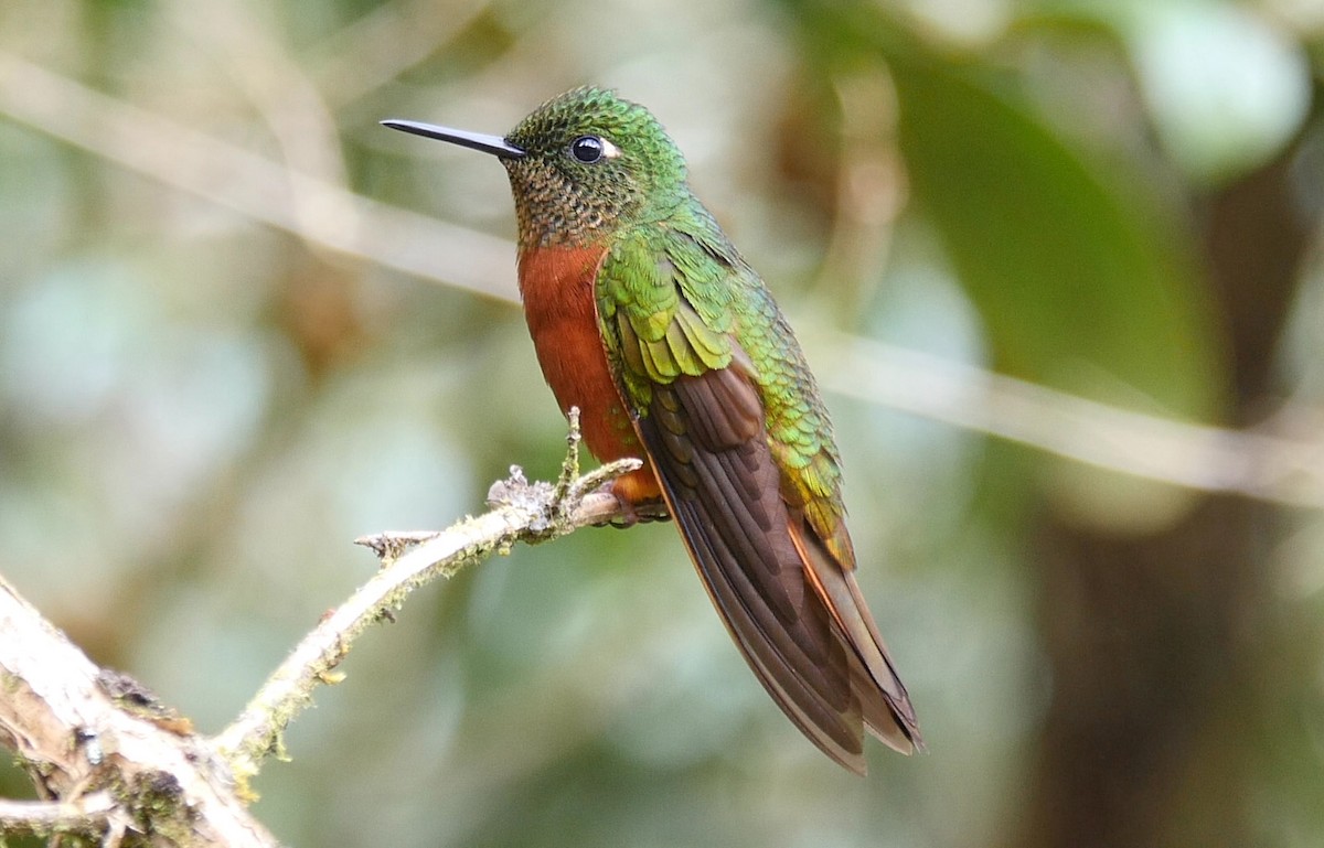 kolibřík peruánský - ML205048381