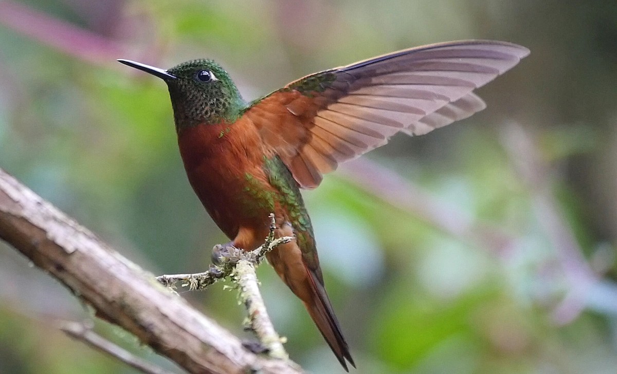 kolibřík peruánský - ML205048391