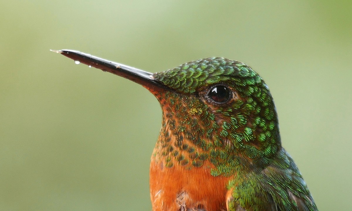 kolibřík peruánský - ML205048401
