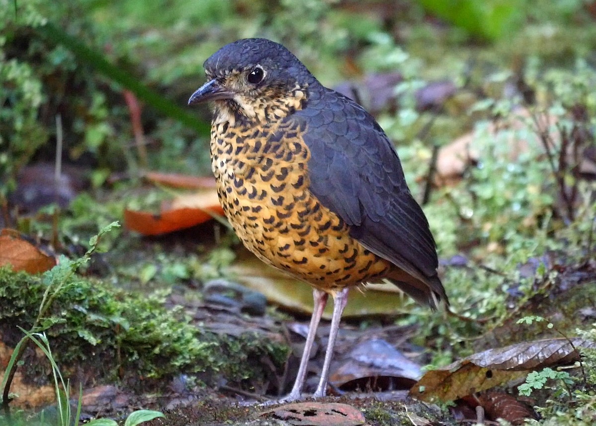 Undulated Antpitta - Josep del Hoyo