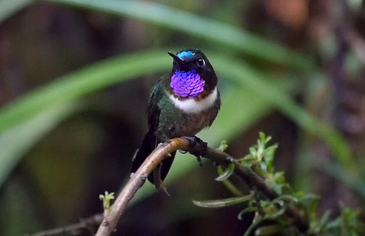 Colibrí Gorjiamatista (grupo amethysticollis) - ML205048491