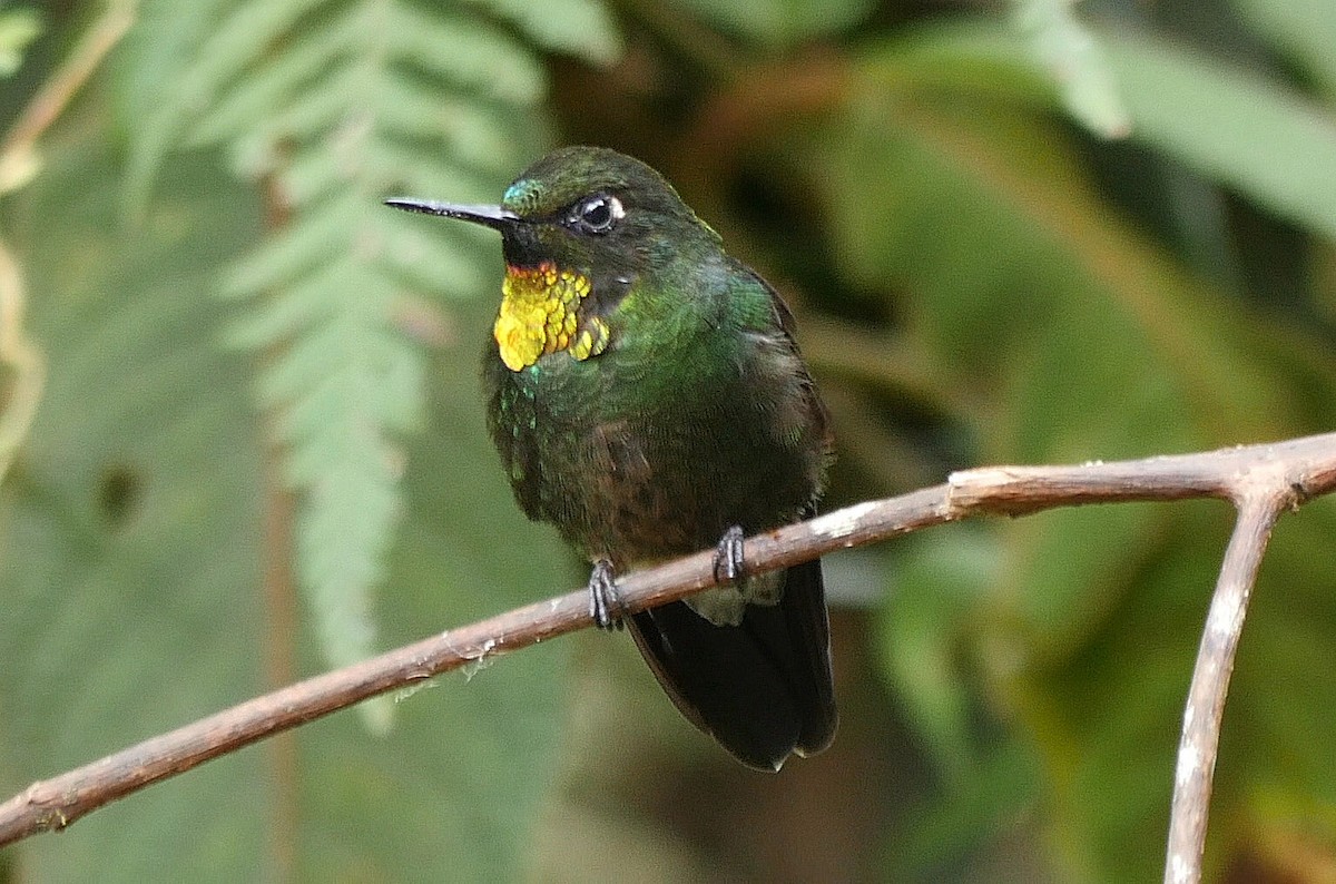 Colibrí Lucero - ML205048501