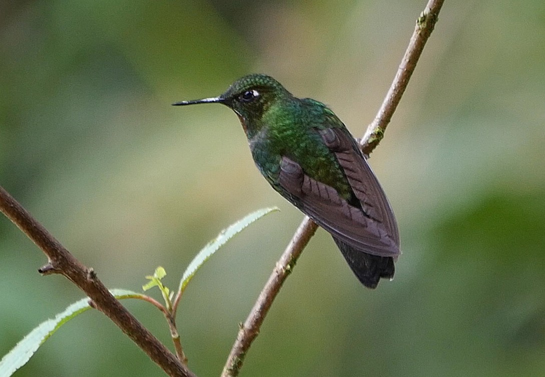 Colibrí Lucero - ML205048511