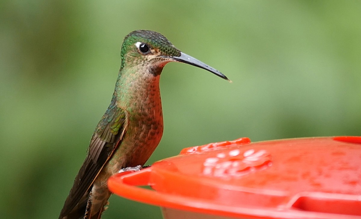 kolibřík hnědobřichý - ML205048521