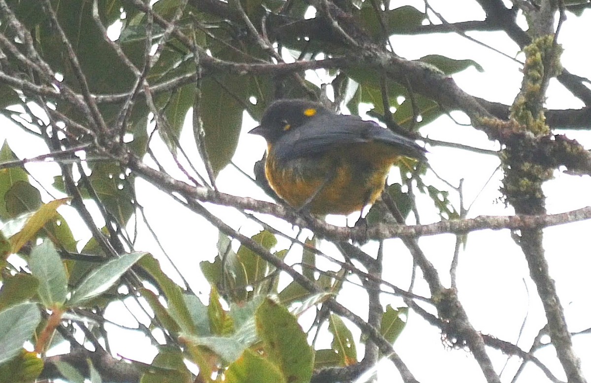 Tangara Lacrimosa (grupo palpebrosus) - ML205048631