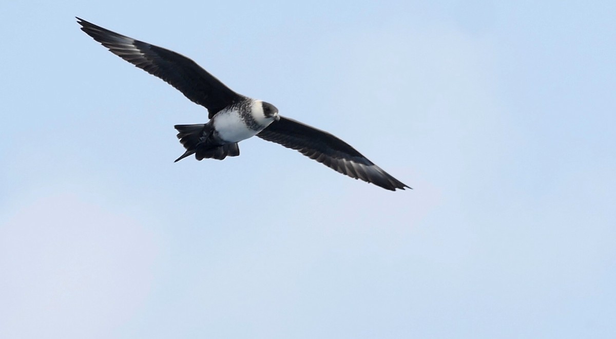 Pomarine Jaeger - Josep del Hoyo