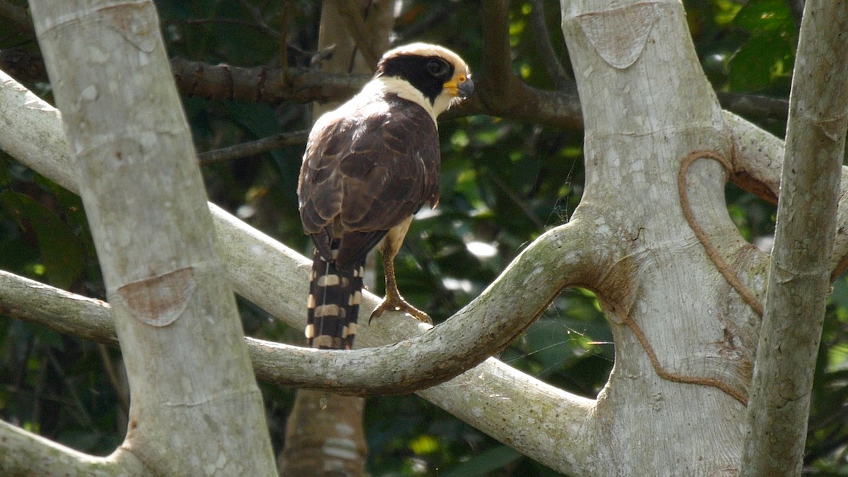 Laughing Falcon - ML205049061