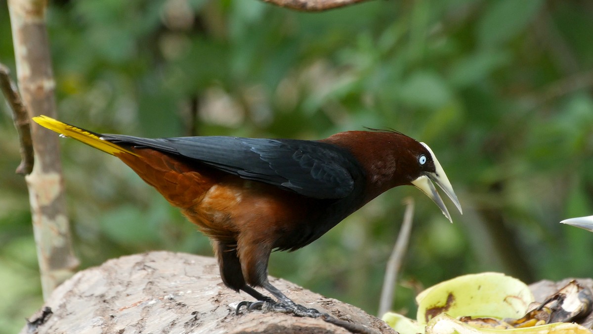 Chestnut-headed Oropendola - ML205049181