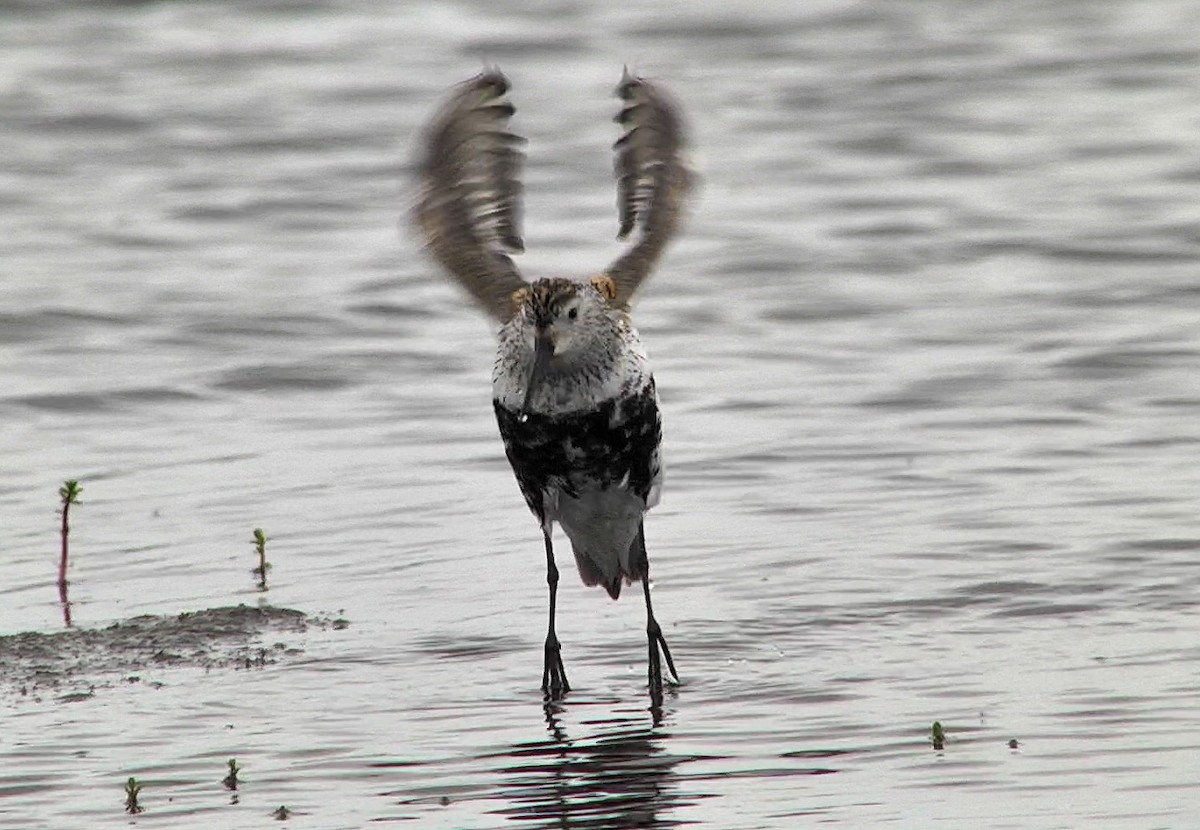 Dunlin (pacifica/arcticola) - ML205049611