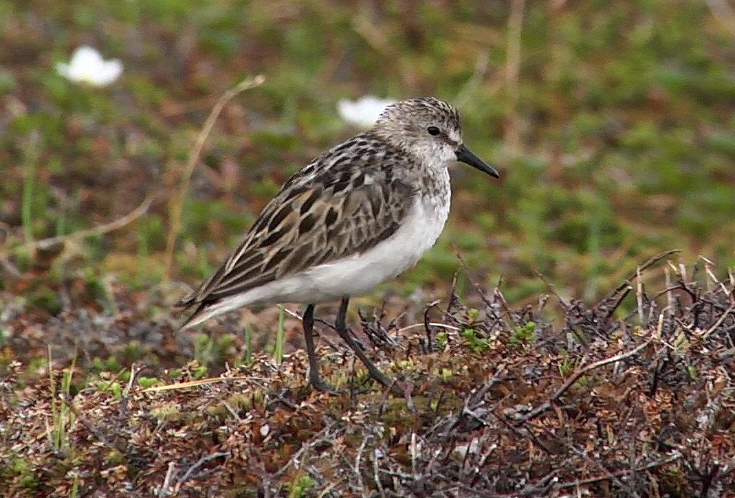 Semipalmated Sandpiper - Josep del Hoyo