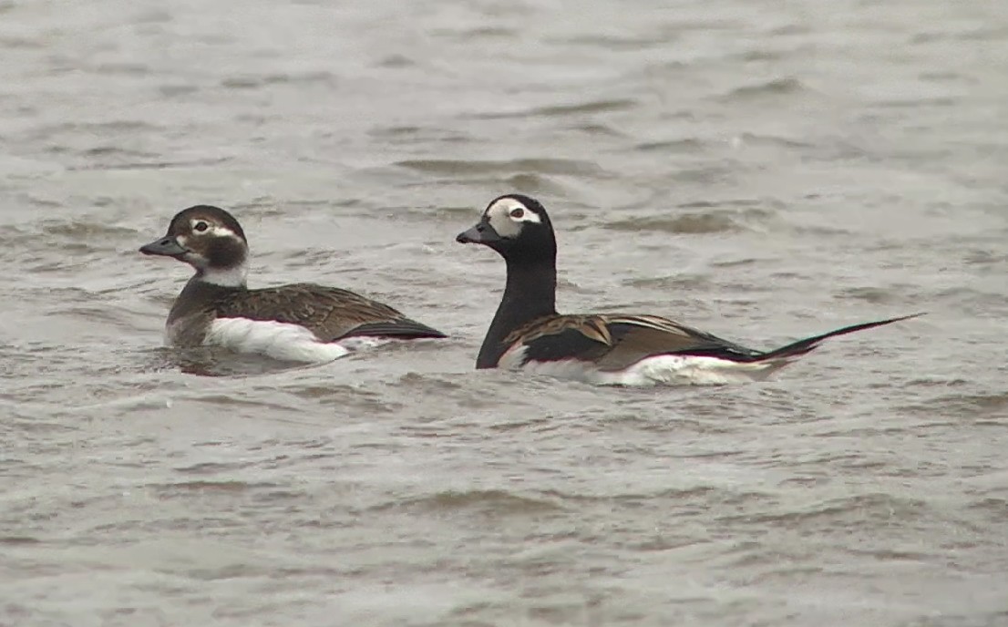 Long-tailed Duck - ML205049661