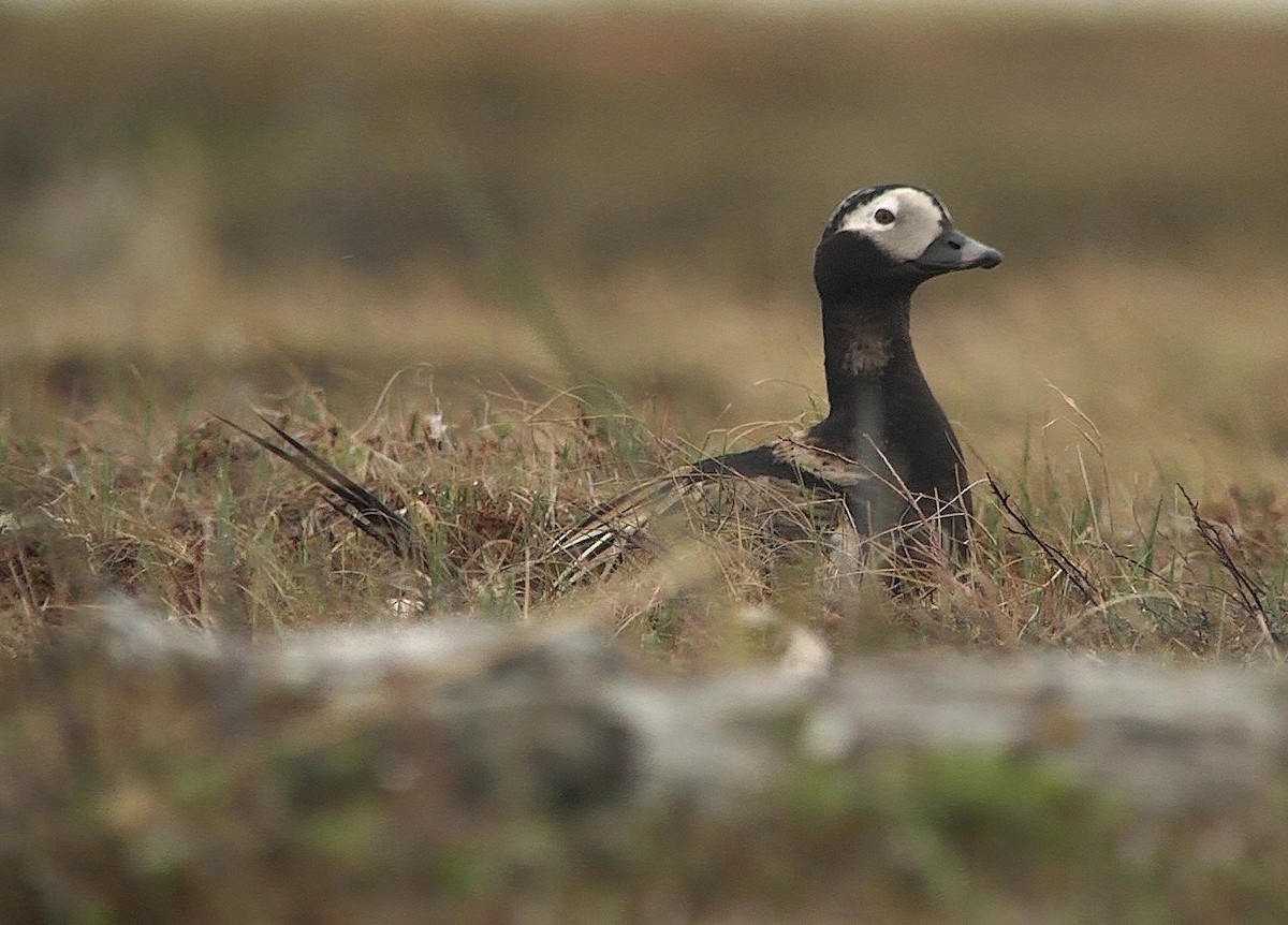 Long-tailed Duck - ML205049671