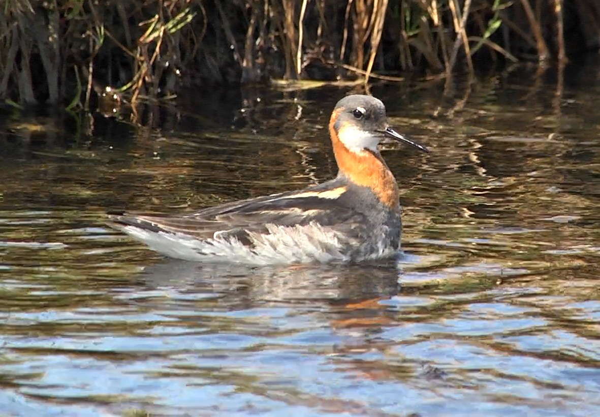 Red-necked Phalarope - ML205049701