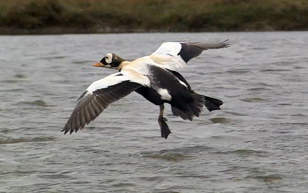 Spectacled Eider - ML205049731