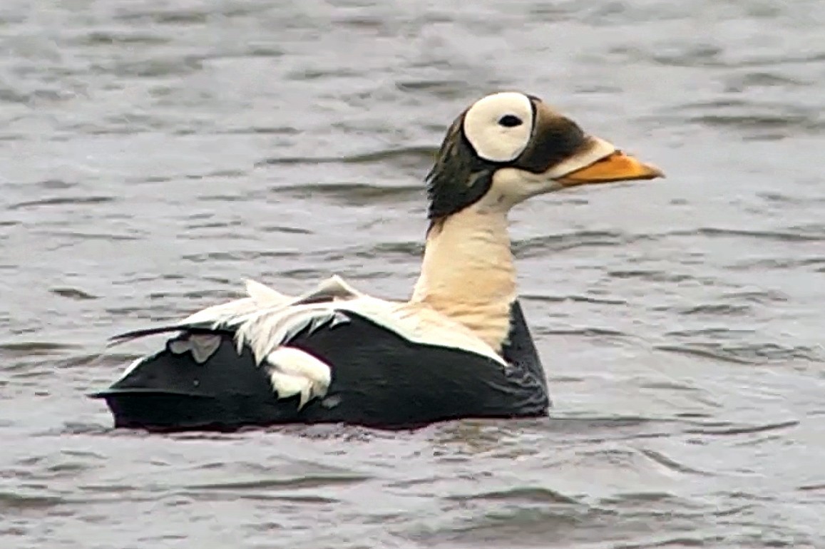 Spectacled Eider - ML205049741