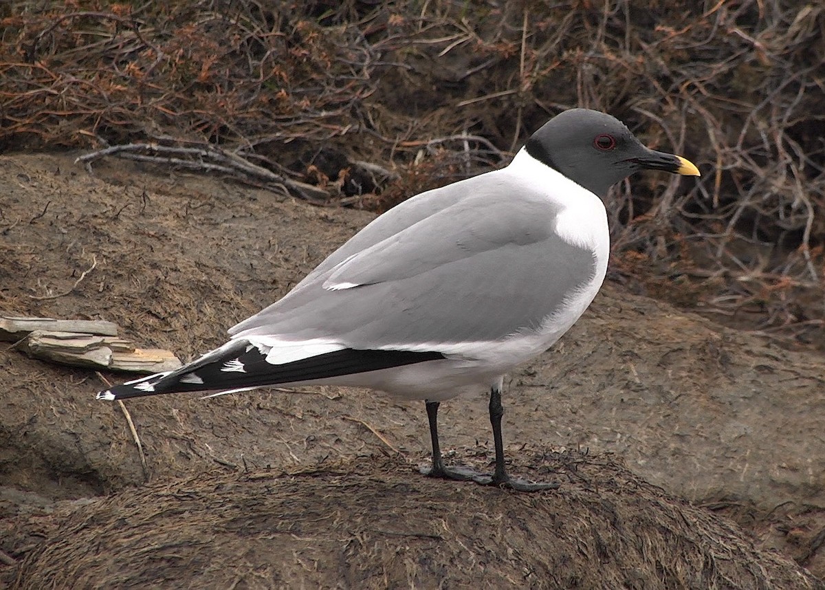 Sabine's Gull - ML205049771