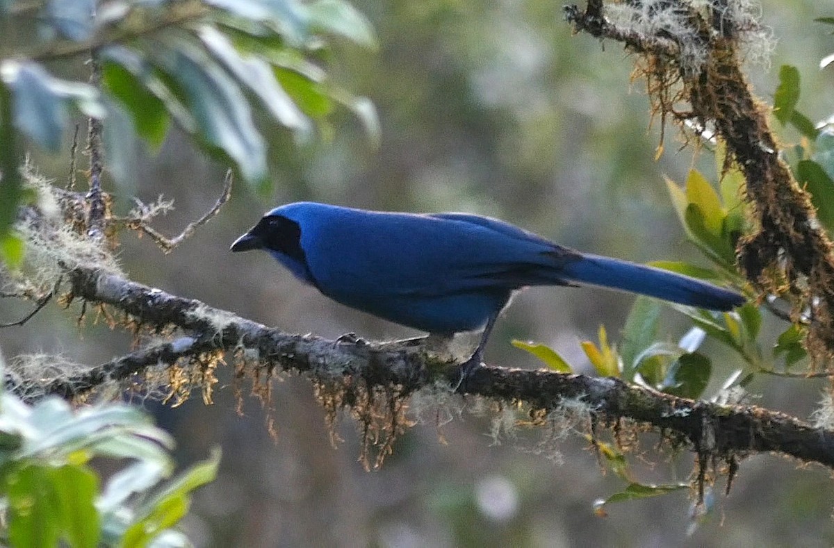 Turquoise Jay - Josep del Hoyo