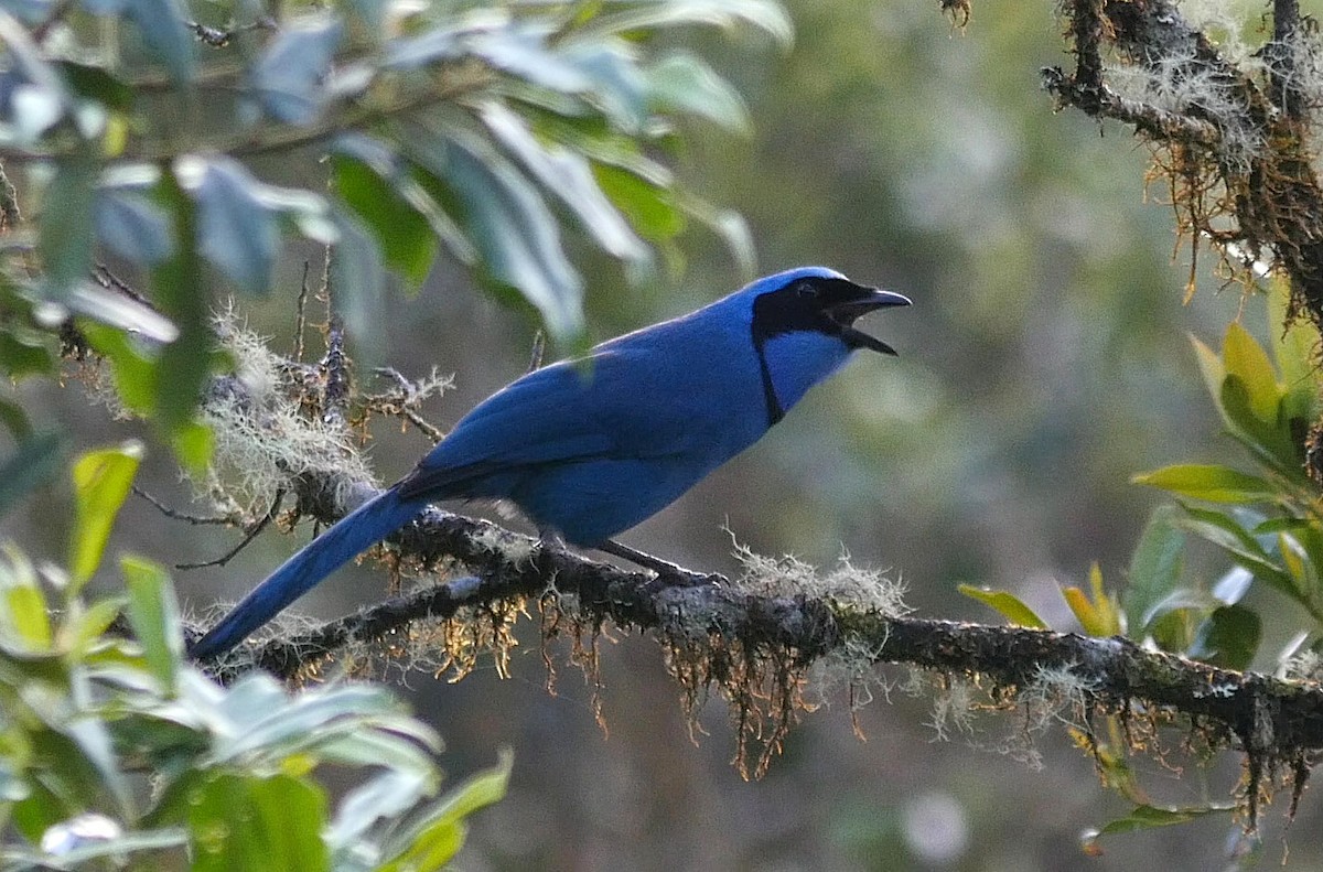 Turquoise Jay - Josep del Hoyo