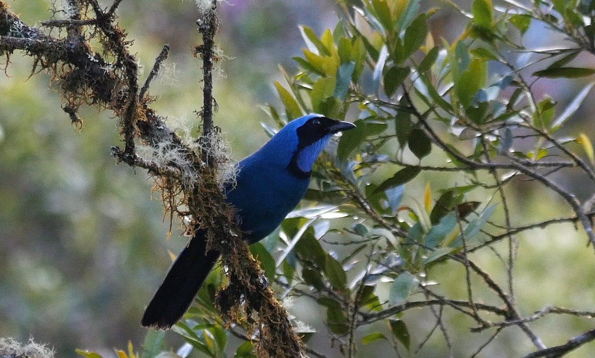 Turquoise Jay - Josep del Hoyo