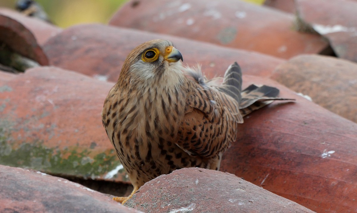 Lesser Kestrel - ML205050371