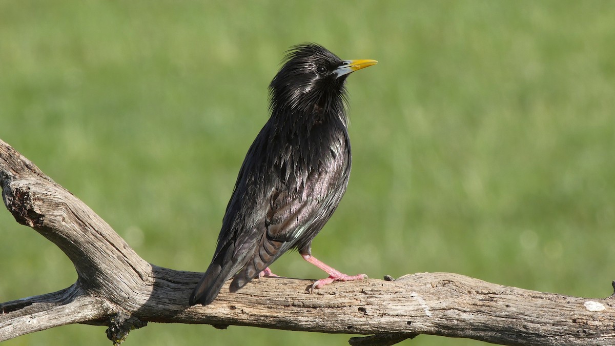 Spotless Starling - ML205050471