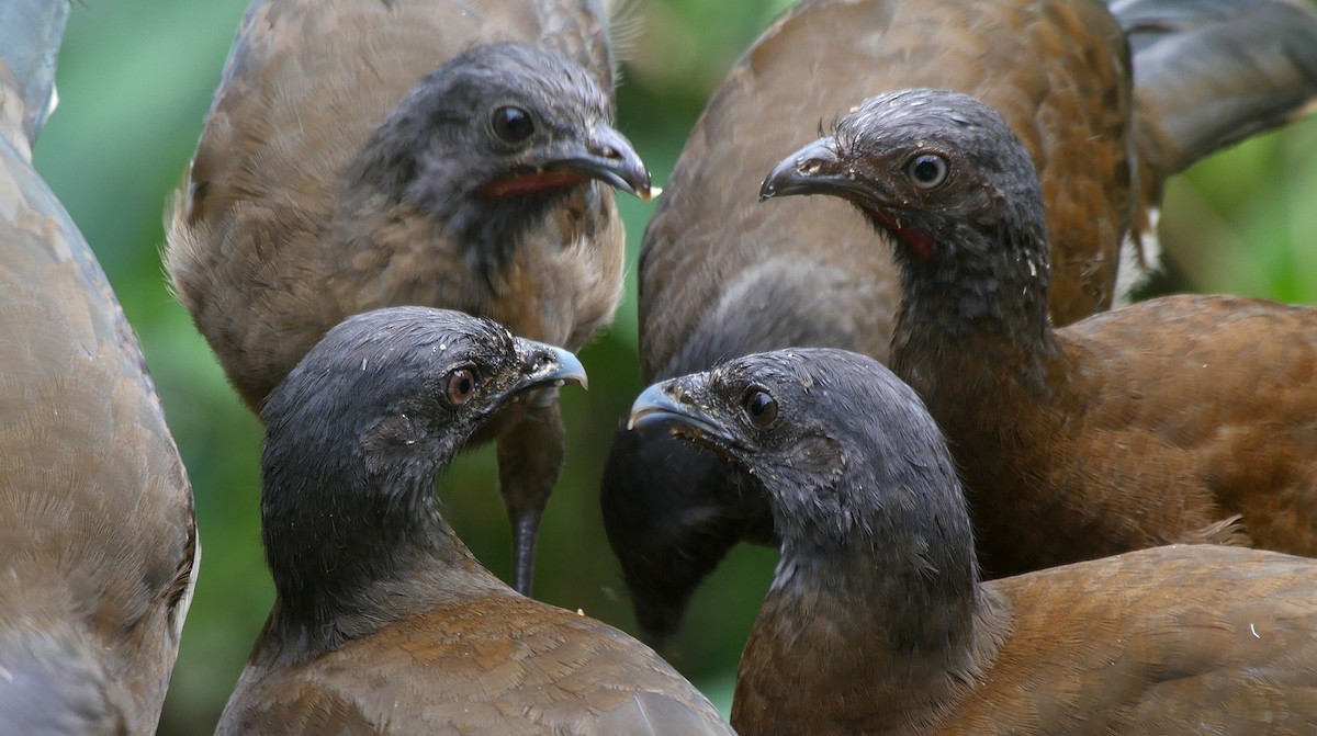 Gray-headed Chachalaca - ML205050771