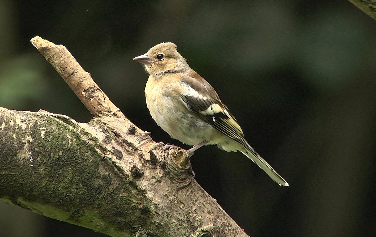 Common Chaffinch - ML205051091