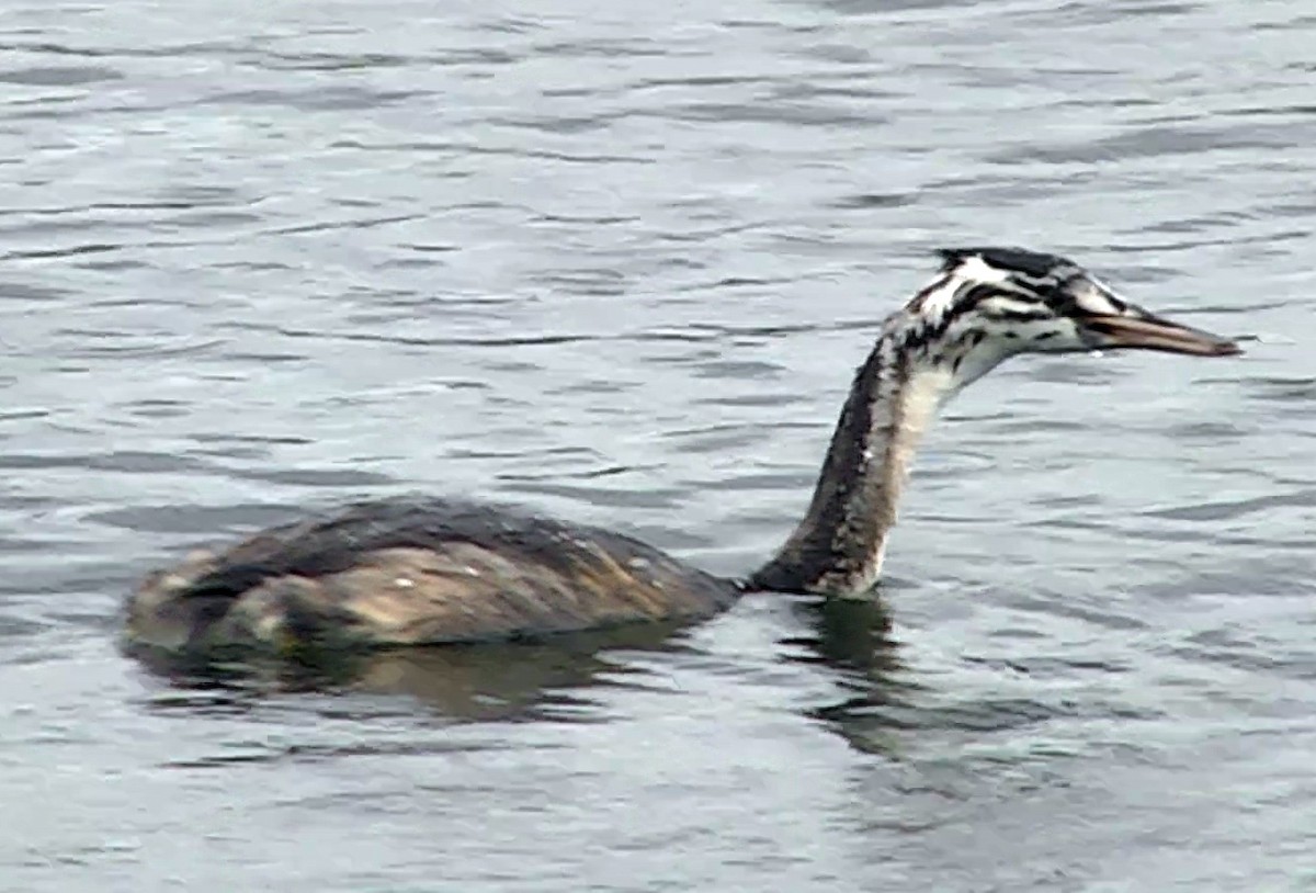 Great Crested Grebe - ML205051101