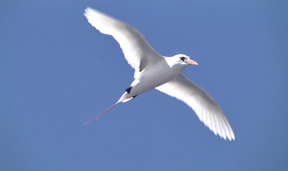 Red-tailed Tropicbird - ML205051231