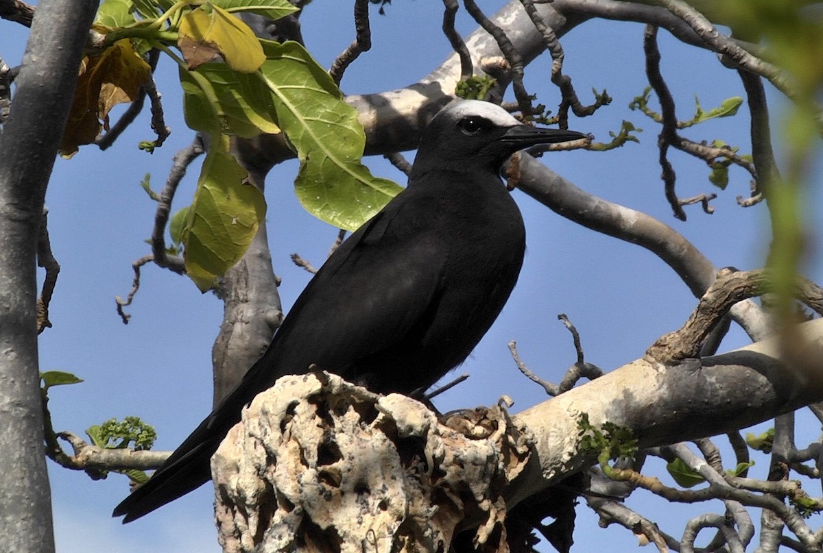 Black Noddy (minutus Group) - ML205051271