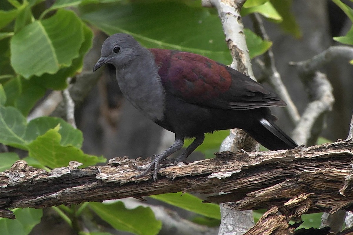 Marquesan Ground Dove - Josep del Hoyo