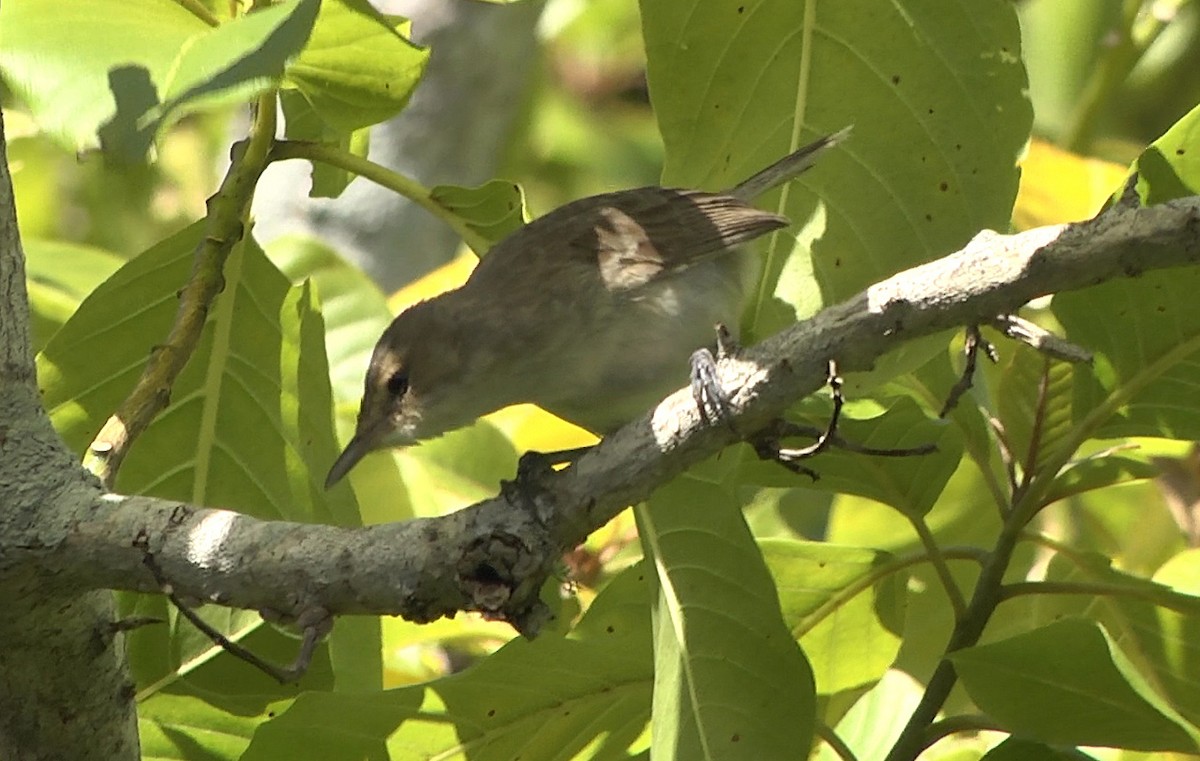 Henderson Island Reed Warbler - ML205051391