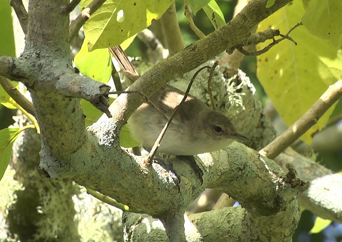 Henderson Island Reed Warbler - Josep del Hoyo