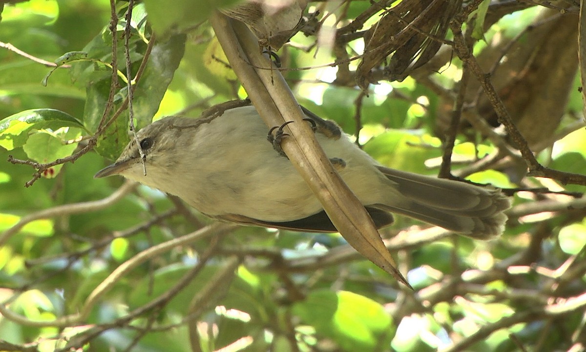 Henderson Island Reed Warbler - ML205051411