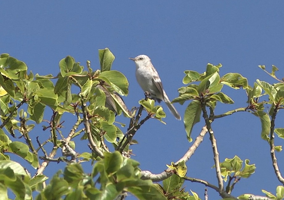 Henderson Island Reed Warbler - ML205051421