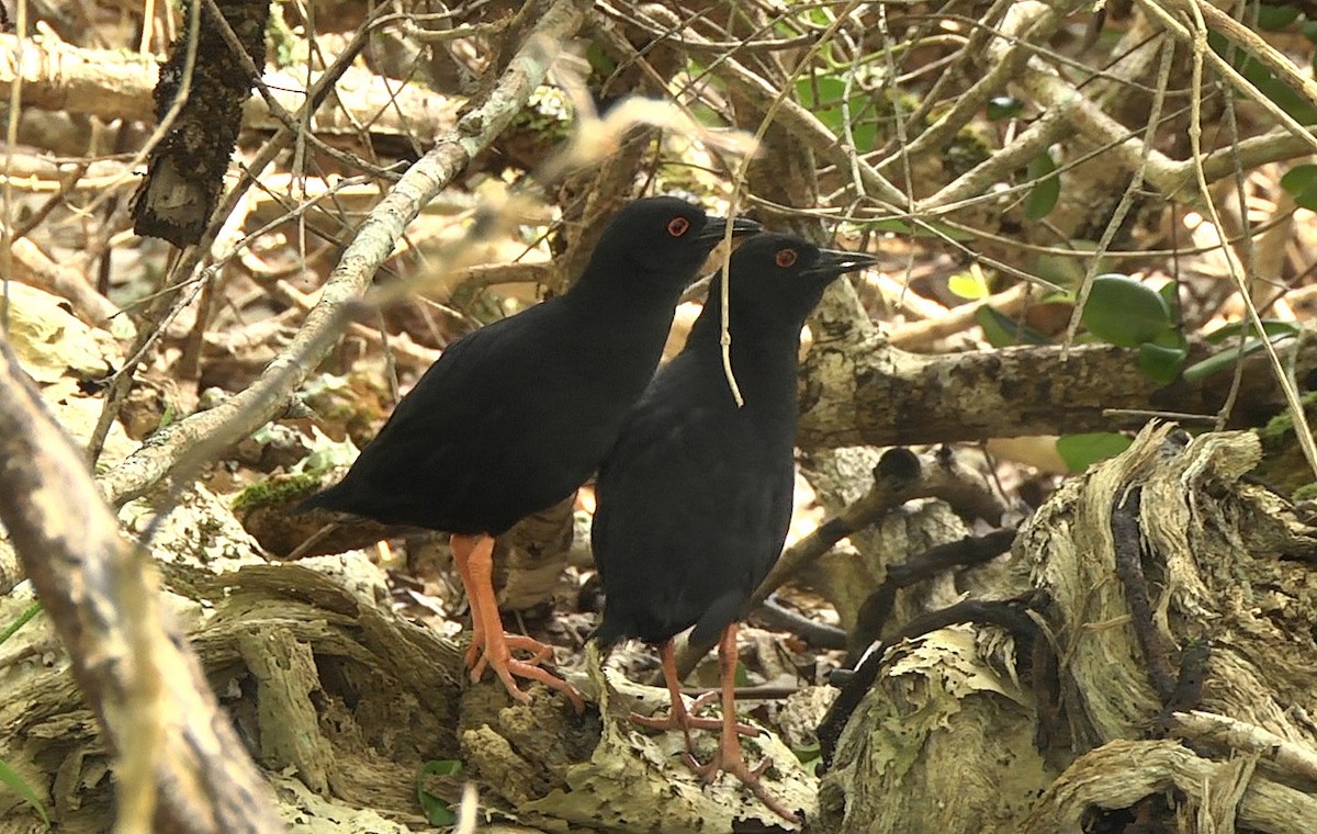 Henderson Island Crake - ML205051451