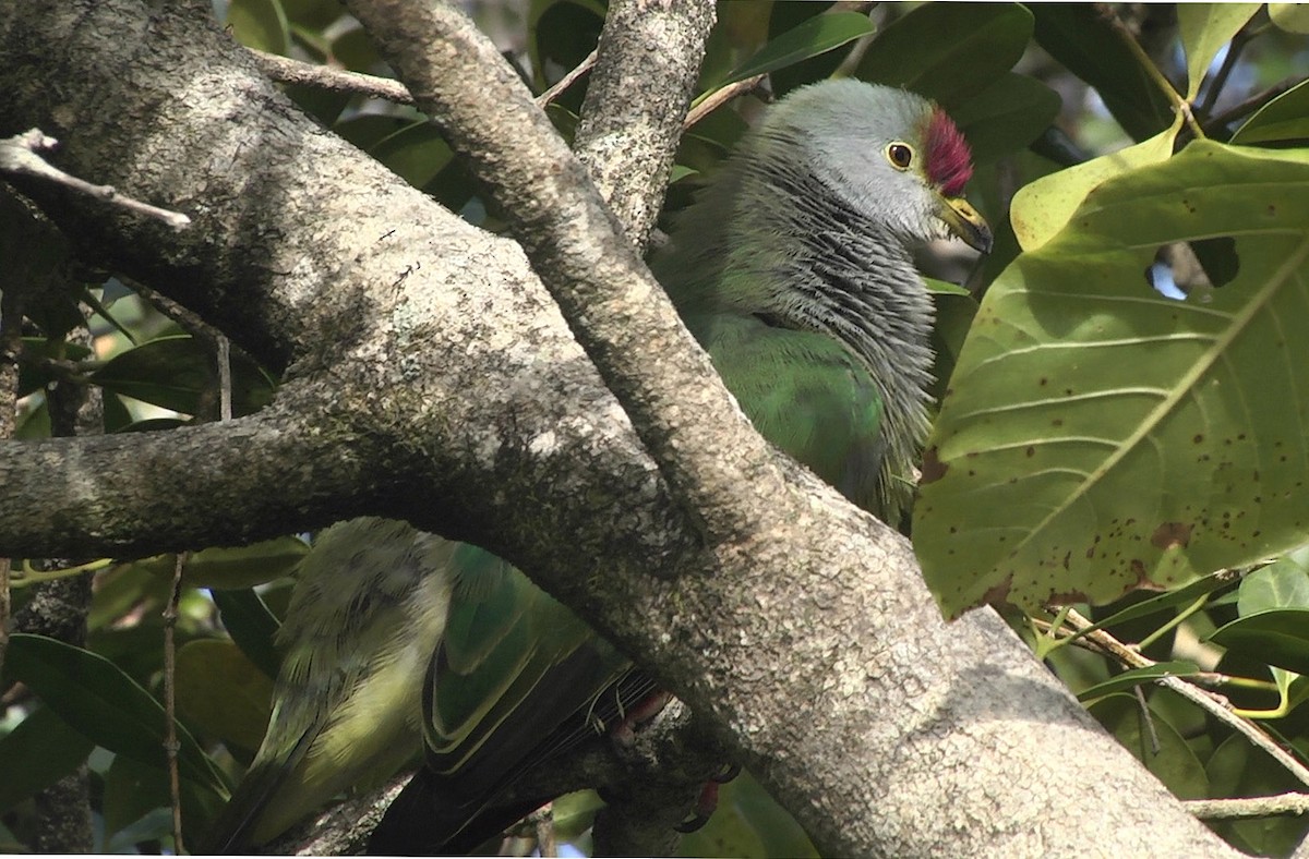 Henderson Island Fruit-Dove - ML205051481