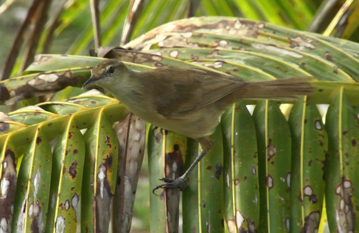 Tuamotu Reed Warbler - ML205051501