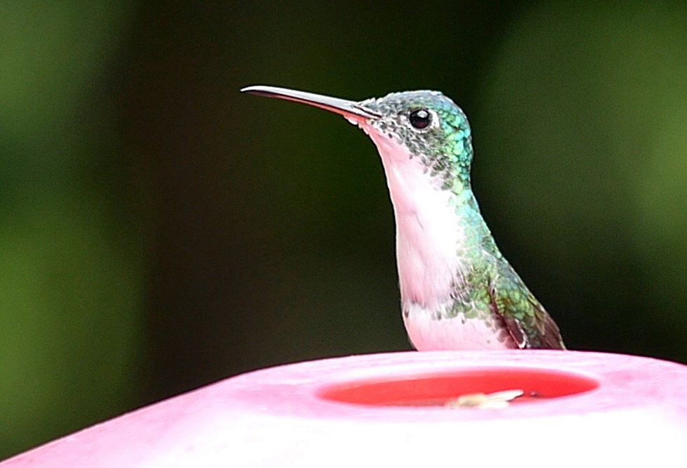 kolibřík andský - ML205051581
