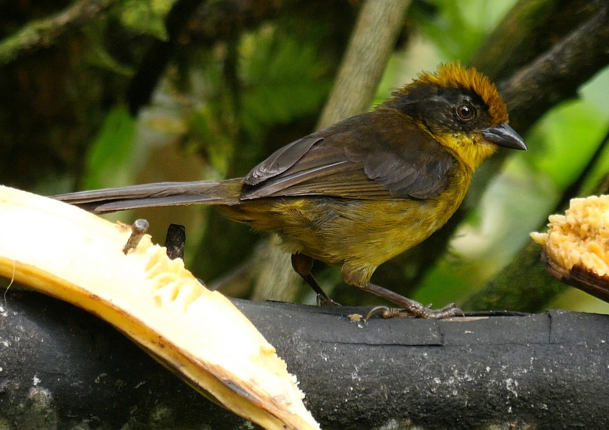 Tricolored Brushfinch (Choco) - ML205051591