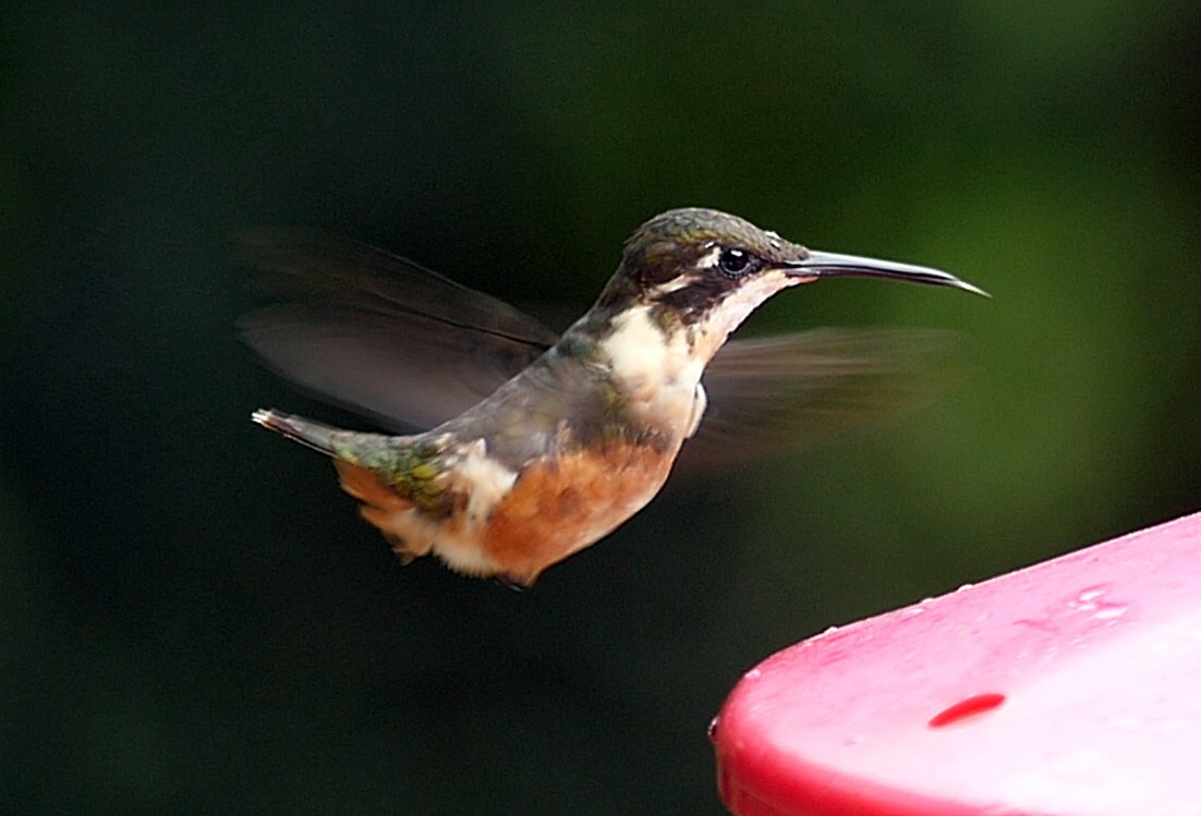 Purple-throated Woodstar - ML205051611