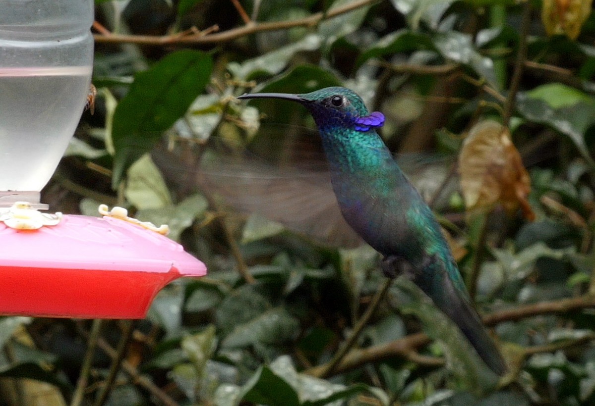 kolibřík modrolící - ML205051631
