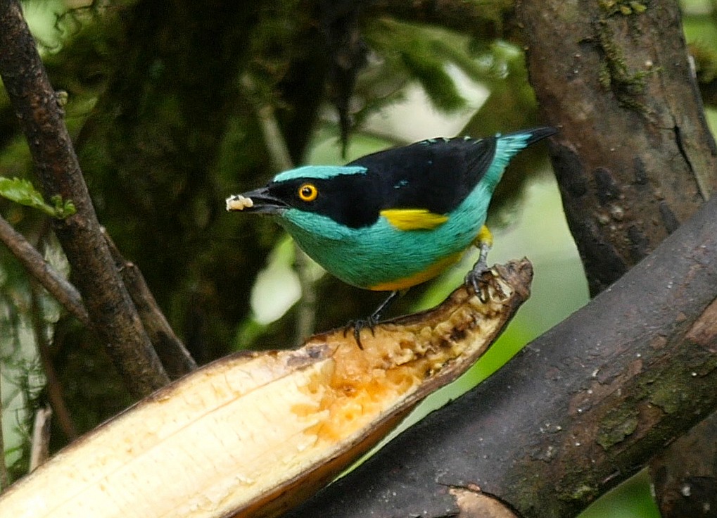 Black-faced Dacnis (Yellow-tufted) - ML205051651