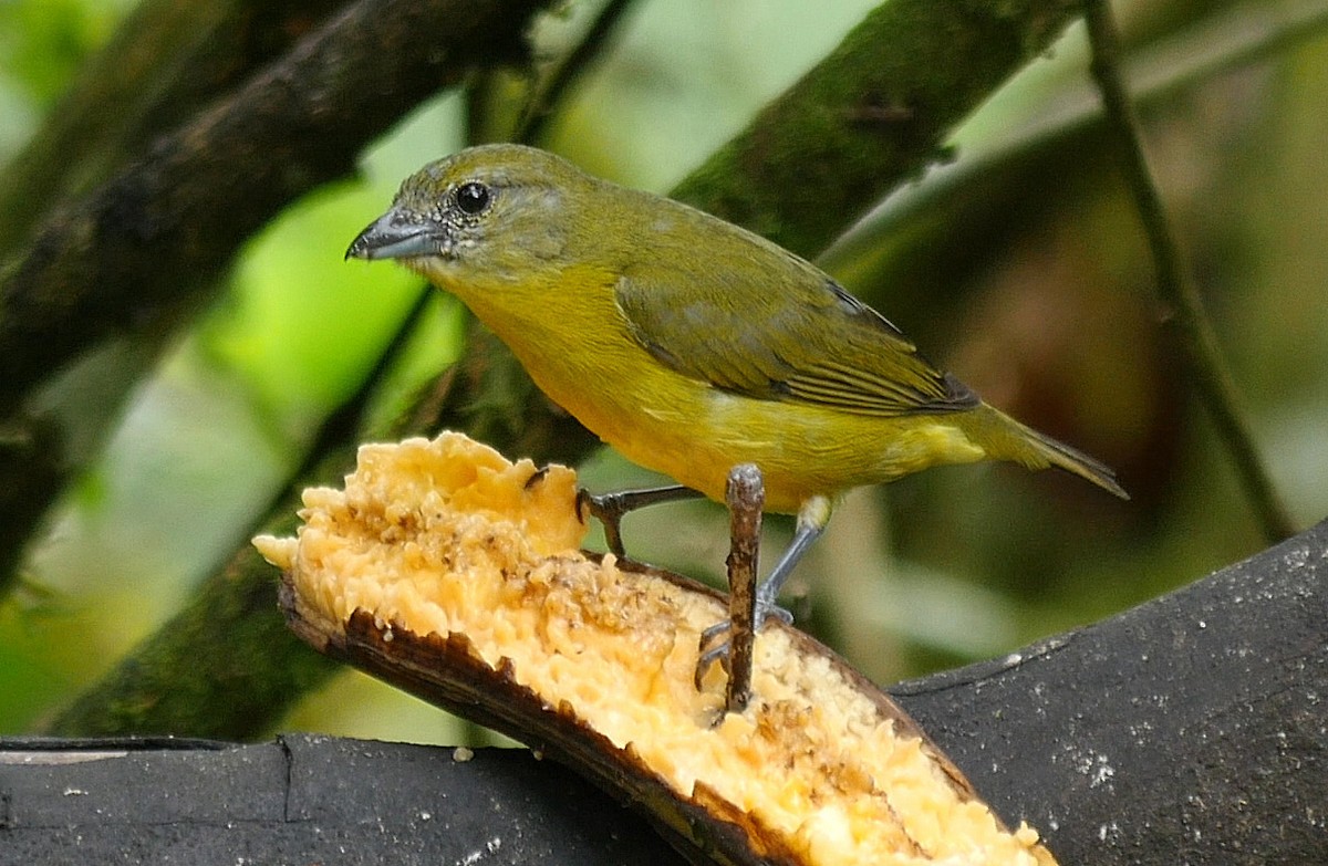 Thick-billed Euphonia (Thick-billed) - ML205051671