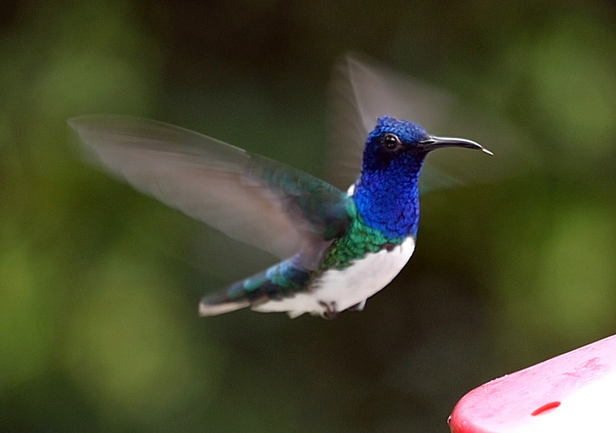 White-necked Jacobin - ML205051701