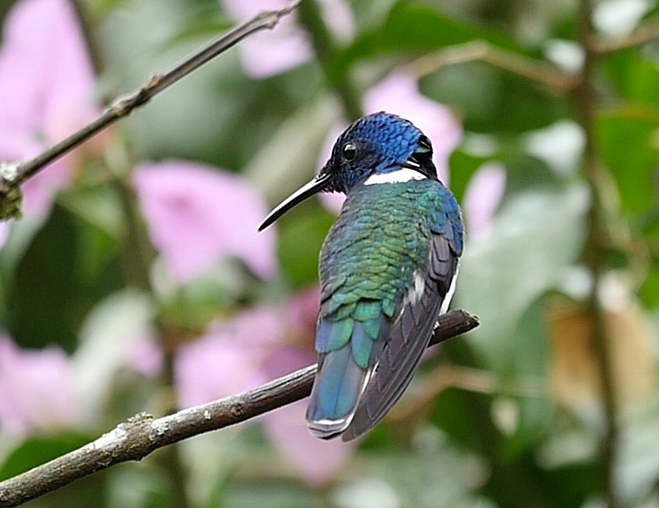 Colibrí Nuquiblanco - ML205051711