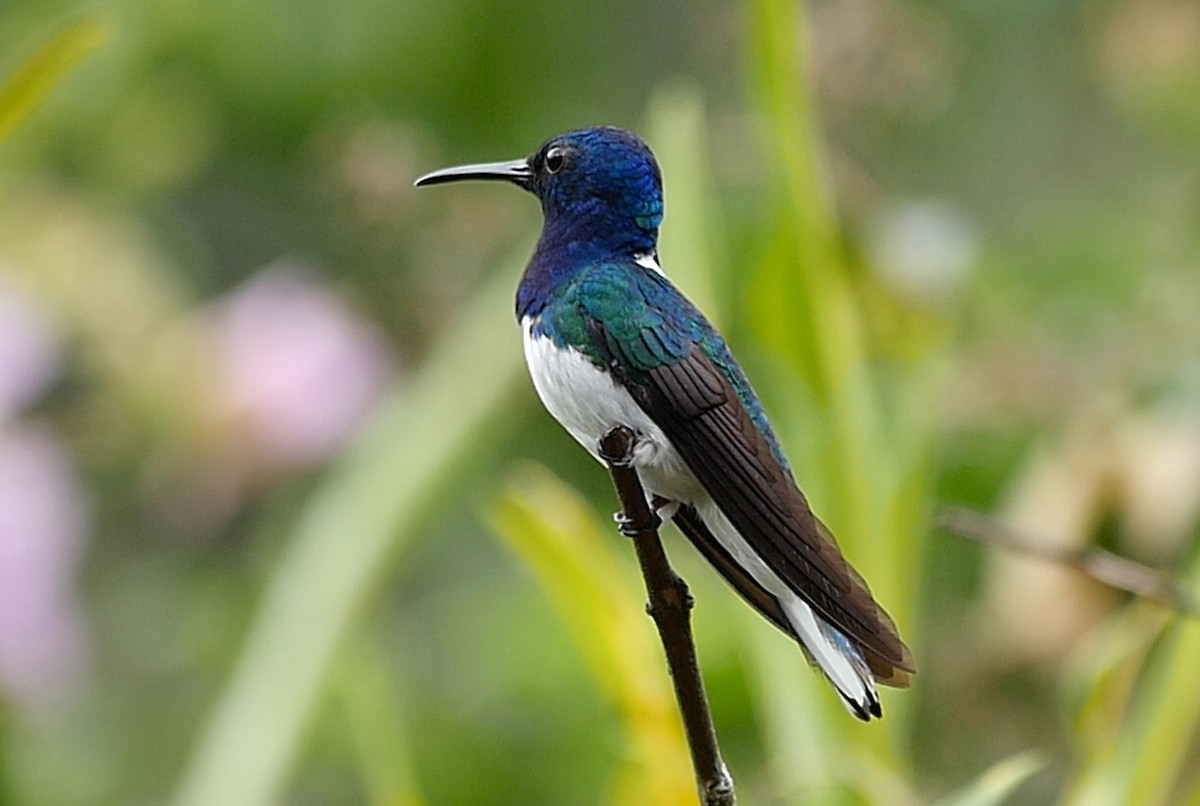 Colibrí Nuquiblanco - ML205051721