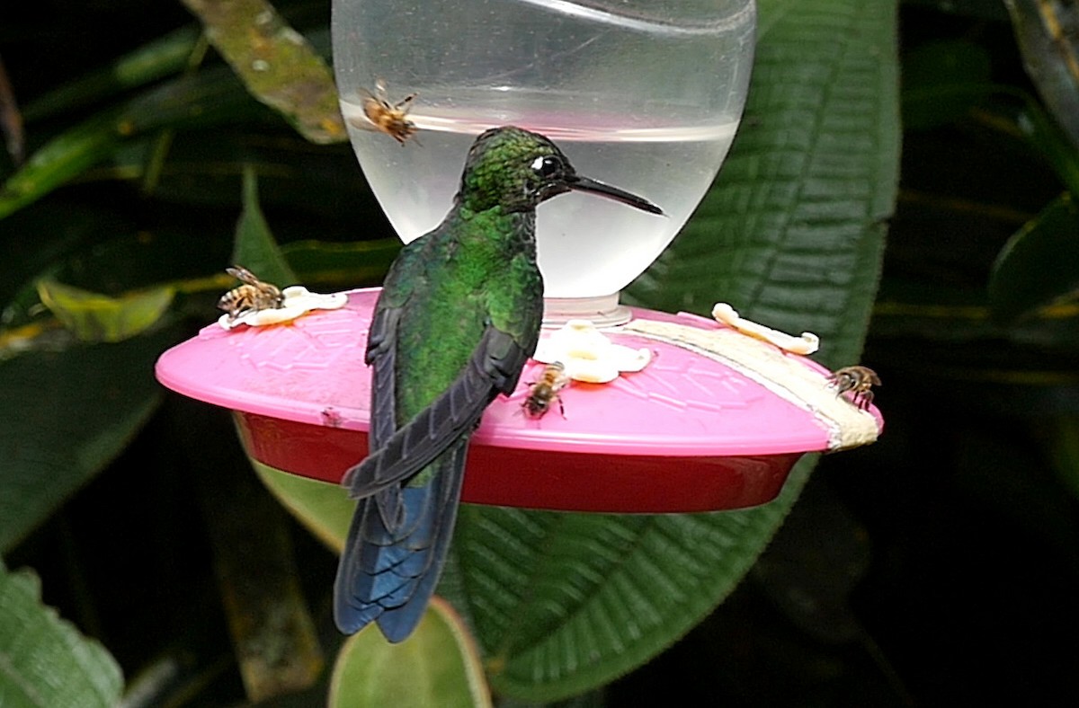 kolibřík subtropický - ML205051741